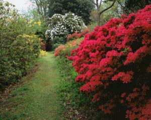 azaleas for rain garden